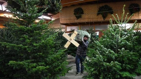 Viele Weihnachtsbäume mit Pestiziden belastet