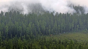 Trump bietet Putin Hilfe bei Waldbränden an