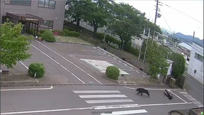 Bär entgeht in Japan tagelang seinen Jägern