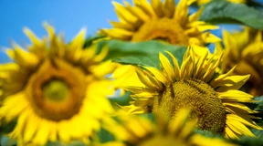 Kein Sonnenblumenöl hamstern!