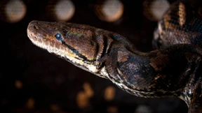 Fünfjähriger überlebt Angriff einer Python