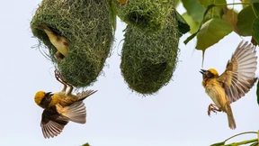 Webervögel kehren nach Nepal zurück