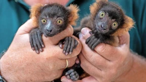 Auswildern gegen das Aussterben