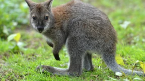 Australische Regierungschefin strickt Känguru für Kind von Prinz William