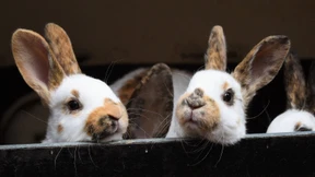 Esst mehr Kaninchen!