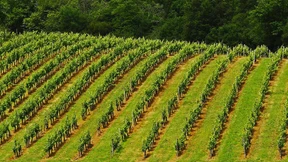 Diese einzigartige Cuvée verbindet zwei Weinkulturen