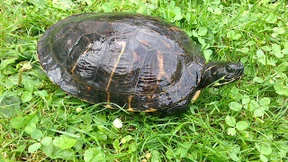 Schildkröte vor Radarfalle gelaufen