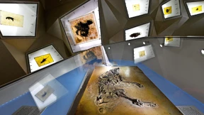 Vor 47 Millionen Jahren angehalten