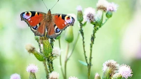 Trockenheit hilft Wespen und Schmetterlingen