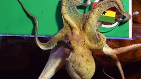 Tierrechtsorganisation fordert Freiheit für EM-Orakel Anton