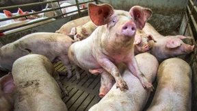 Schwein und Geflügel bringen Bauern auf Trab