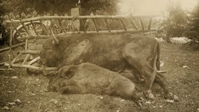 Großwildjagd im Osten