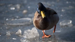 Warum Enten nicht festfrieren