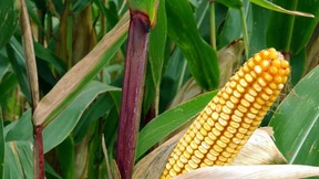 „Der Anbau von Mais wird zu stark gefördert“