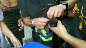 Katzenrettung in Bussolengo