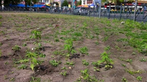Polizei entfernt 700 Hanfpflanzen am Kottbusser Tor