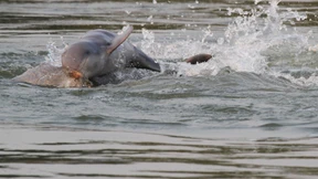 Endlich wieder mehr Delfine im Mekong