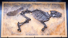 „Konkurrenz zu den Freizeitparks“