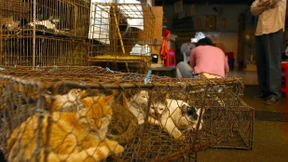 Kampf den Katzenjägern