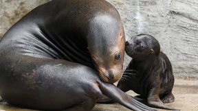 Süßes Robben-Baby macht erste Schritte