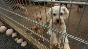 Deutlich mehr illegaler Welpenhandel in der Corona-Krise