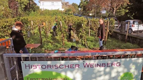 Von den Ursprüngen des Rieslings