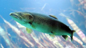 Kaum einer kehrt zurück