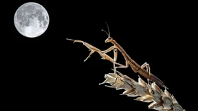 Figuren der Imagination