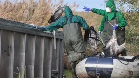 Vogelgrippe breitet sich „sehr schnell“ aus