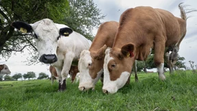 Parteien über Agrarministerium uneinig