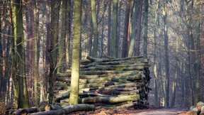 Ökoschwamm, Supergras, Nordpolarloch