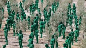 Hunderte grüne Nackte im Olivenhain