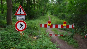 Nagespuren an etlichen Bäumen