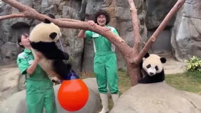 „Panda Daddy“ feiert Geburtstag mit Panda-Zwillingen 