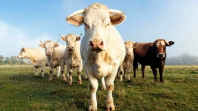 Mein Deutschland-Märchen