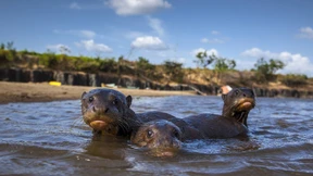 Die merkwürdigen Geschöpfe vom Rupununi River