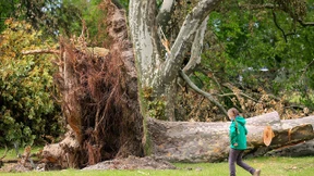 Bäumchen, wechsle dich