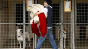 Ein Tierheim brennt und Tausende spenden