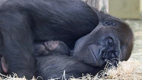 Gorillababy im Berliner Zoo geboren