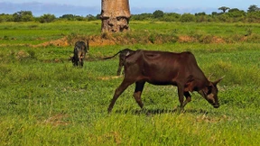 Saftige Wiesen im ausgebrannten Waldparadies