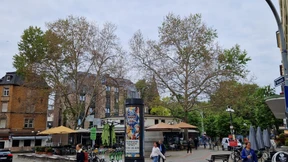 Bäume zum zweiten Mal mit Glyphosat vergiftet