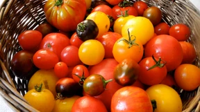 Der Traum von Tomaten für Chalki