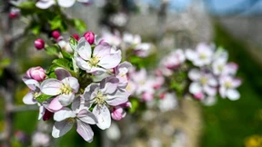 Vitamine aus eigener Ernte