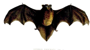 Neuseeland wählt Fledermaus zum „Vogel des Jahres“