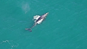 Neugieriger Grauwal schwimmt bis in den Atlantik