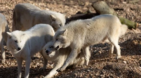 NRW regelt Umgang mit Problem-Wölfen
