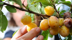 Appelle und Knöllchen