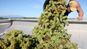Hitze schmälert Weinproduktion in Frankreich deutlich