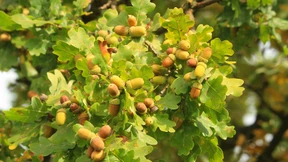 Gute Eicheln für starke Eichen