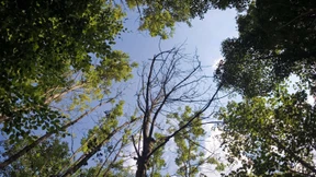 Immer mehr kahle und sterbende Eschen